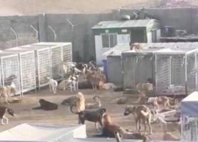 تکذیب خبر کشتار 1700 سگ در دماوند