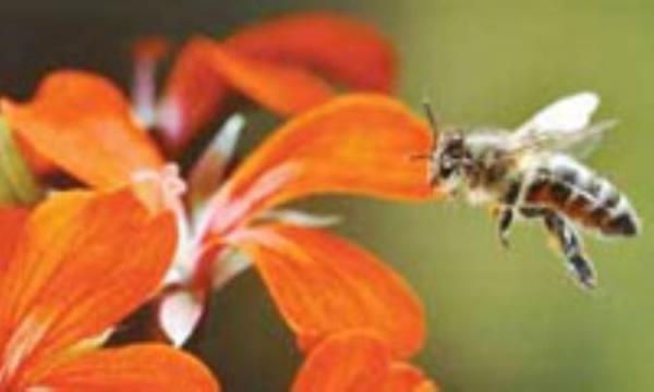 چرا زنبور، قندها را تغییر شکل می دهد؟