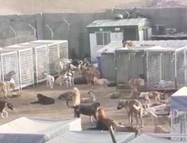 تکذیب خبر کشتار 1700 سگ در دماوند