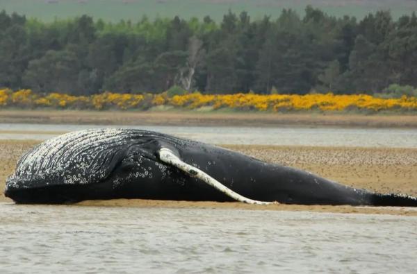 در لاشه یک نهنگ چه موجوداتی زندگی می نمایند؟ ، شیوه جالب زندگی در اعماق دریا